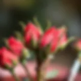 A close-up of vibrant rose buds ready for propagation