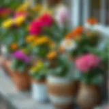 A vibrant assortment of flowering plants in decorative pots