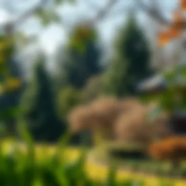 A serene garden featuring a mix of evergreen and deciduous trees