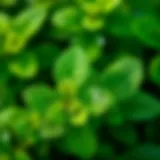 Fresh mint leaves with droplets of water