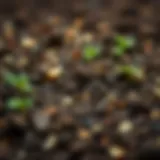 A close-up view of rich, fertile soil with various nutrients