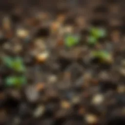 A close-up view of rich, fertile soil with various nutrients