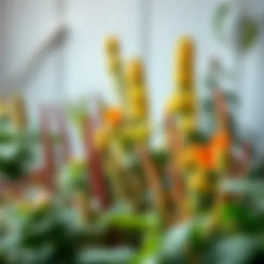 A variety of insect-repelling plants thriving in different climates