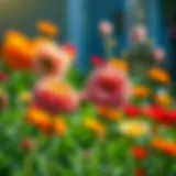 Vibrant garden flowers blooming in spring