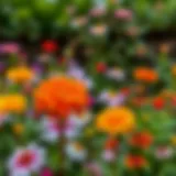 Vibrant summer flowers in a garden setting showcasing various colors