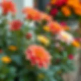 Vibrant blooming plants suitable for all seasons