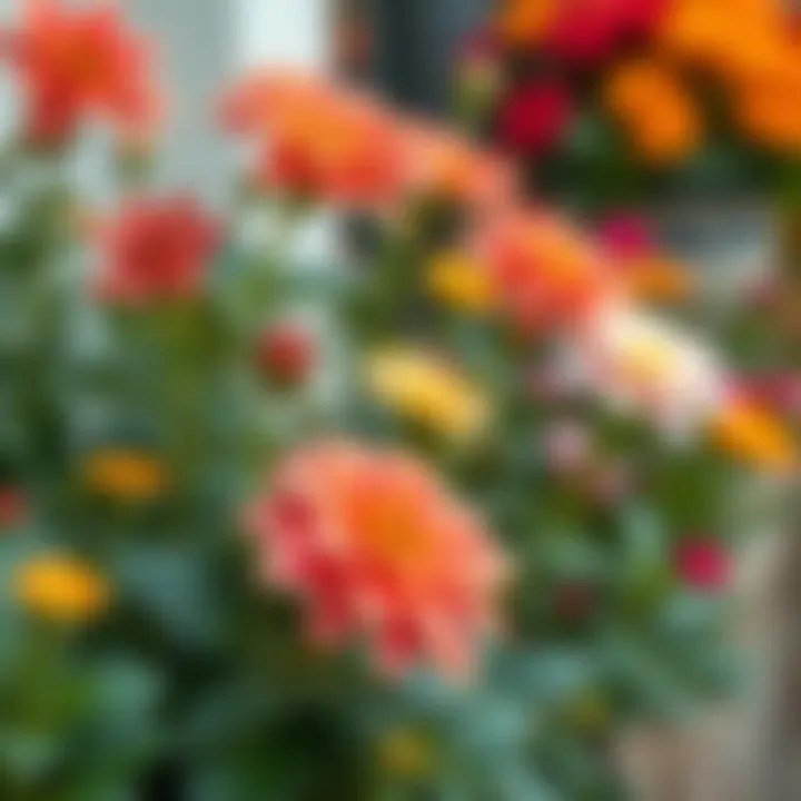 Vibrant blooming plants suitable for all seasons