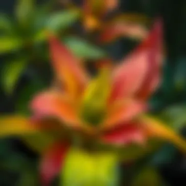 Close-up of a toxic plant with vibrant leaves