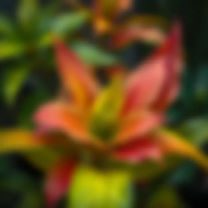 Close-up of a toxic plant with vibrant leaves